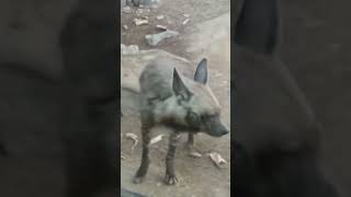 Why are hyenas famousHyenas are adept hunters youtube4animal hyenas hyena animals spottedhyena [upl. by Rodgiva]