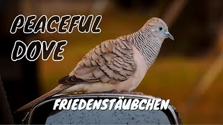 Adorable Peaceful Dove Call birds birdsounds [upl. by Nicolau]