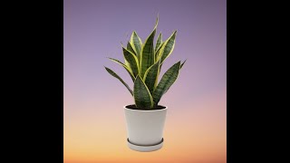 How to Care for Snake Plants Sanseviera spp Indoors  Dracaena trifasciata Indoor Care [upl. by Harriman518]