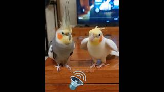 Adorable Cockatiels Reactions Listening to Sounds 🔊🎶👂🏻🦜 cockatielscraze birdsinging cutepets [upl. by Aicissej160]