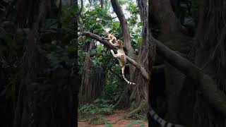 A cheetah catch monkey Best funny vadio 💥🔥🔥 [upl. by Ainedrag140]