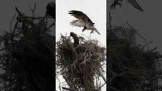 Bald eagle 🦅 Largest nest in the world🪹 😱 [upl. by Leraj]