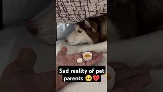 Sad reality of every pet parent 💔🥺 doglovers [upl. by Loss]