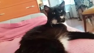 Brownie the cat trilling  Cutest voice [upl. by Colston558]