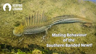 Herping Lebanon Southern Banded Newts Ommatotriton vittatus mating behavior shorts [upl. by Airednaxela]