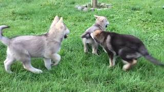 Les chiots chienlouptchèque bergersuisse chiots [upl. by Machute]