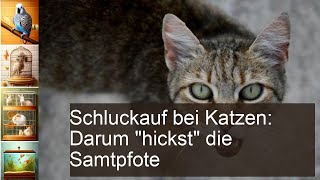 Katze Schluckauf erkennen und behandeln [upl. by Eeldivad]