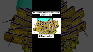 Endoplasmic reticulum structure and animation [upl. by Aryhs404]