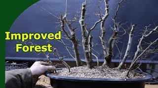 Improving a Zelkova Bonsai Forest Adding trees amp repotting [upl. by Mis]