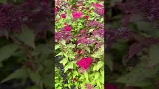 Transform Your Garden with Double Play Doozie Spirea 🌸🌿 ThePreppyGardener [upl. by Aitak188]