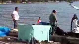 Beach Seining Salmon La Conner Wa [upl. by Socin]