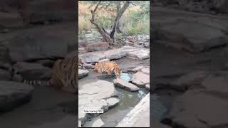 the thirsty P 652 tiger at pannatigerreserve savetiger wildlife animalsighting tigersighting [upl. by Yellek]