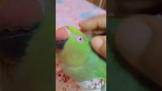 🥰talking 🦜mimi ytshorts greenparrot trending birds trendingshorts parrottalking [upl. by Anesuza]