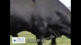 CIALE Alta Toro Curupay  Brangus Negro [upl. by Nnaer]