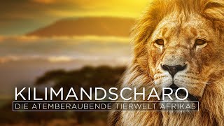 Kilimandscharo  Die atemberaubende Tierwelt Afrikas  Die letzten Paradiese TVDokumentation [upl. by Akitan]