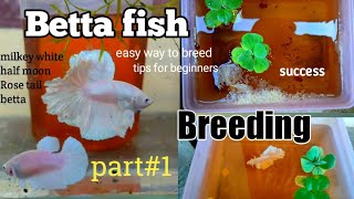 Betta fish breeding full details in  Hinditips for beginnerspart1hyderabad [upl. by Stutzman]