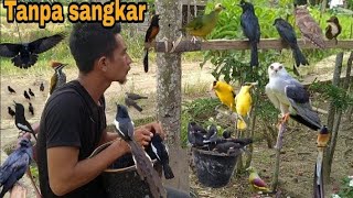 VIRALPELIHARA RATUSAN BURUNG TANPA SANGKAR [upl. by Allister]