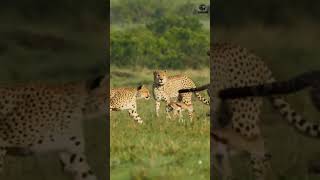 cheetah attack a baby gazelle shorts lion shortsvideo short nature shortvideo [upl. by Osyth]