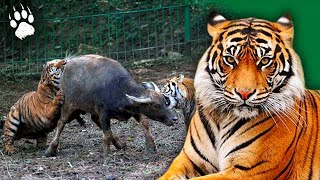 Une espèce menacée de disparaître  Tigre de Chine  Documentaire Animalier  AMP HD [upl. by Atihcnoc]