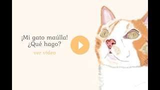 ¡Mi gato maúlla ¿Qué hago [upl. by Yroj]