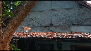 Cat on a Tin Roof in Real Life  Watch Now [upl. by Nnahsal]