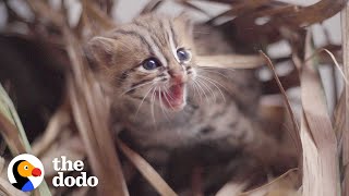 This Perfect Creature Is The Worlds Smallest Wild Kitten  The Dodo Little But Fierce [upl. by Nicholson]