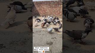 kabootarbazi viralshorts youtubeshorts pigeonlover newkabutar like comment [upl. by Madson]