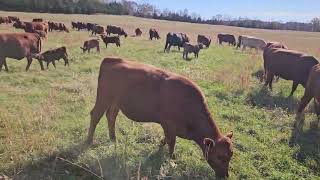 Checking cows before going to the Missouri Forage and Grassland Council Annual Conference [upl. by Kraus362]