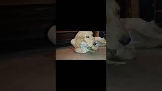 Quincy amp Shadowgoldenretriever goldenretrieverpuppy viralvideo everyone [upl. by Solraced]