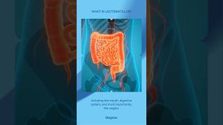 What is Lactobacillus lactobacillus uti urinaryhealth [upl. by Sufur]