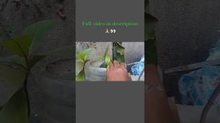 Dont plant in winter season🤔🌳🙏 shortvideo shorts tree treeplantation [upl. by Mareah]