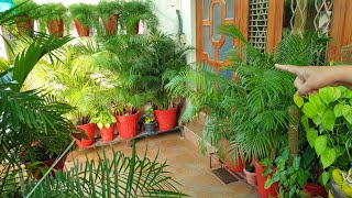 My Areca Palms and Care Tips  Areca Palm Care and Propagation  Fun Gardening [upl. by Kenwee]