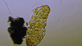 TARDIGRADE NIESPORCZAK 2935 [upl. by Agostino]