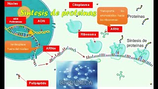 ¨BIOQUIMiCA Med 🥩🥼 Síntesis de Proteinas 😁 [upl. by Raseac]