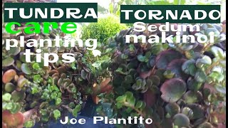 HOW TO PROPAGATE CARE TORNADO TUNDRA PLANTSEDUM MAKINOITIPS BY JOE PLANTITO [upl. by Anelav]