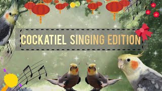 Cockatiel singing September  Cookie song and Beatboxing  quotHAPPY COCKATIEL SOUNDSquot [upl. by Desma]