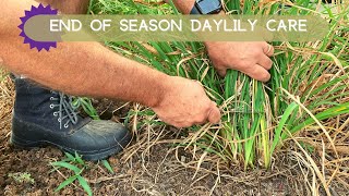 Daylilies Finished Blooming Heres What to Do  Oakes Daylilies [upl. by Retsub358]