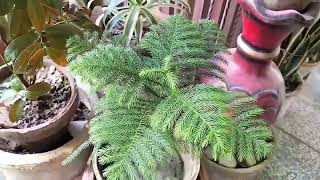 Beautiful AraucariaChristmas plant care information [upl. by Pfeffer]