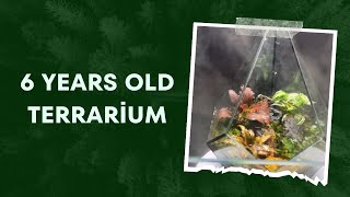 How I fixed a 6 year old terrarium😍🌿🌳 [upl. by Adai944]