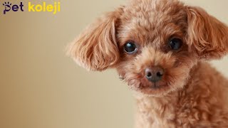 Toy Poodle Köpek Makas Tıraşı  Köpek Kuaförü İstanbul [upl. by Utir]