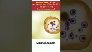 Malaria life cycle। biologyshorts viralvideo [upl. by Nayrb118]