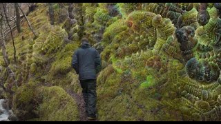 Stare into the fractal moss  LSD visuals nature Psychedelic pattern test [upl. by Dorn]