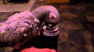 papegoja öppnar ölburk Parrot opens can of beer [upl. by Atem658]