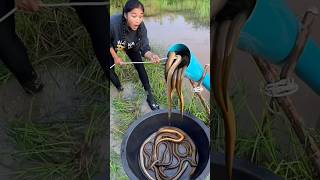 Unbelievable Eel Catch With Plastic Pipe Techinques🤯 fishtrap pipefish fish fishingvideo shorts [upl. by Bodnar196]