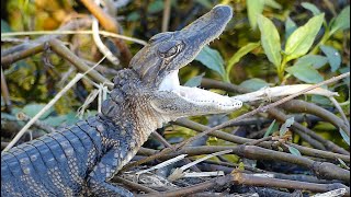 Wildlife Rebounds from Hurricane Milton after Circle B Bar Reserve Reopens [upl. by Yecaj]