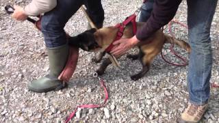 Khéops chiot malinois 4 mois pensiondressage [upl. by Bunker103]