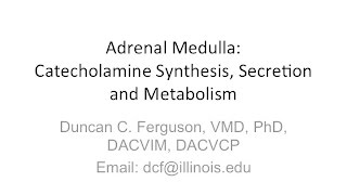 Adrenal Medulla Physiology Catecholamine Synthesis Secretion and Metabolism [upl. by Marybella]