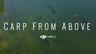 Carp from Above  Drone DJI Mini 2  4K [upl. by Frolick]