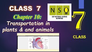 Class 7 NSO  Chapter 10  Transportation in Plants amp animals Science Olympiad class 7  202324 [upl. by Imailiv954]