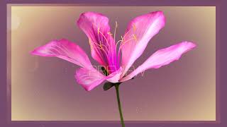 Bauhinia × blakeana Animated  National Flower of Hong Kong [upl. by Utta824]